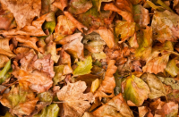 Уборка листвы в Калуге проводится ежедневно 